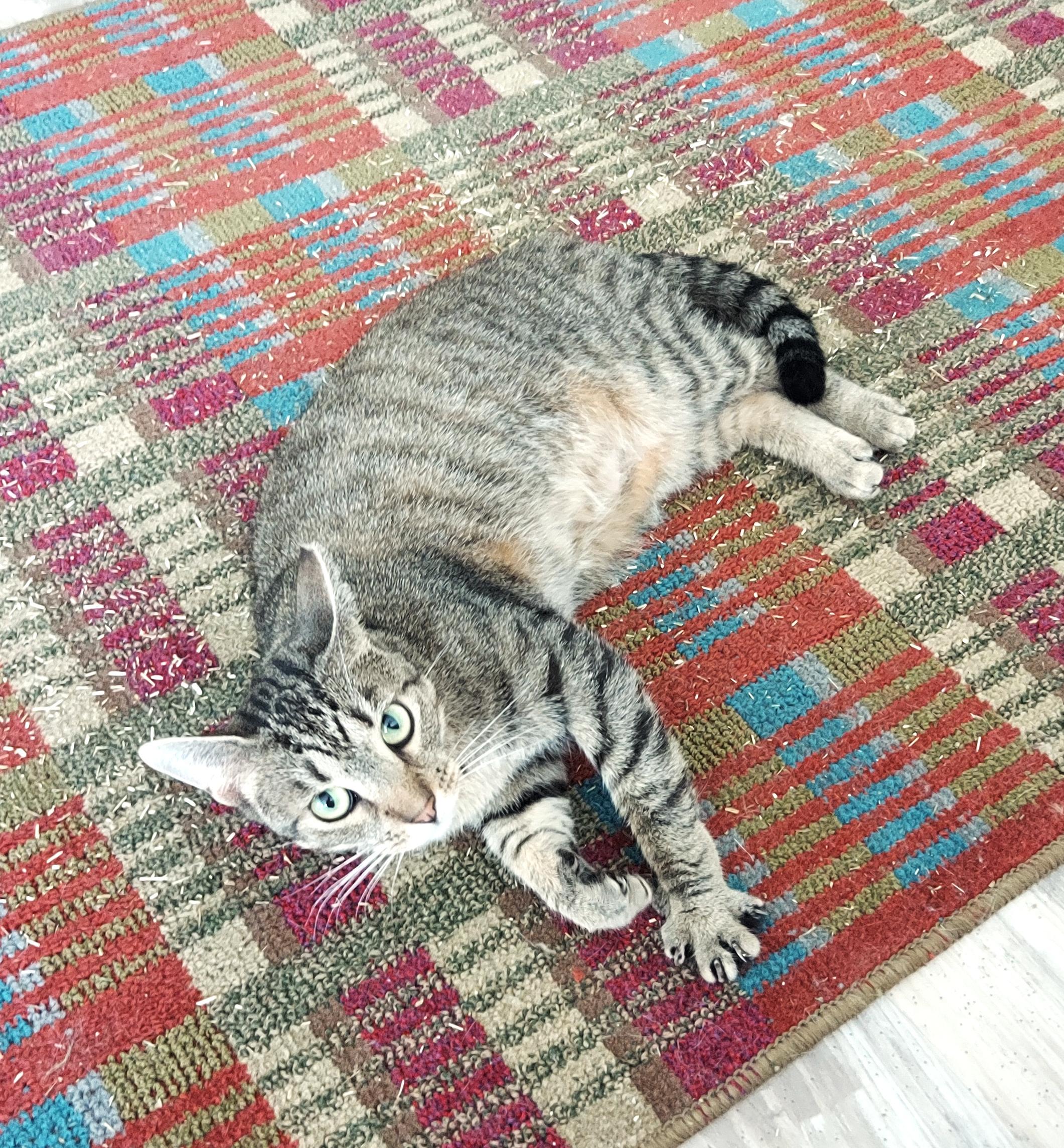 Meet "sadie" The photo 1