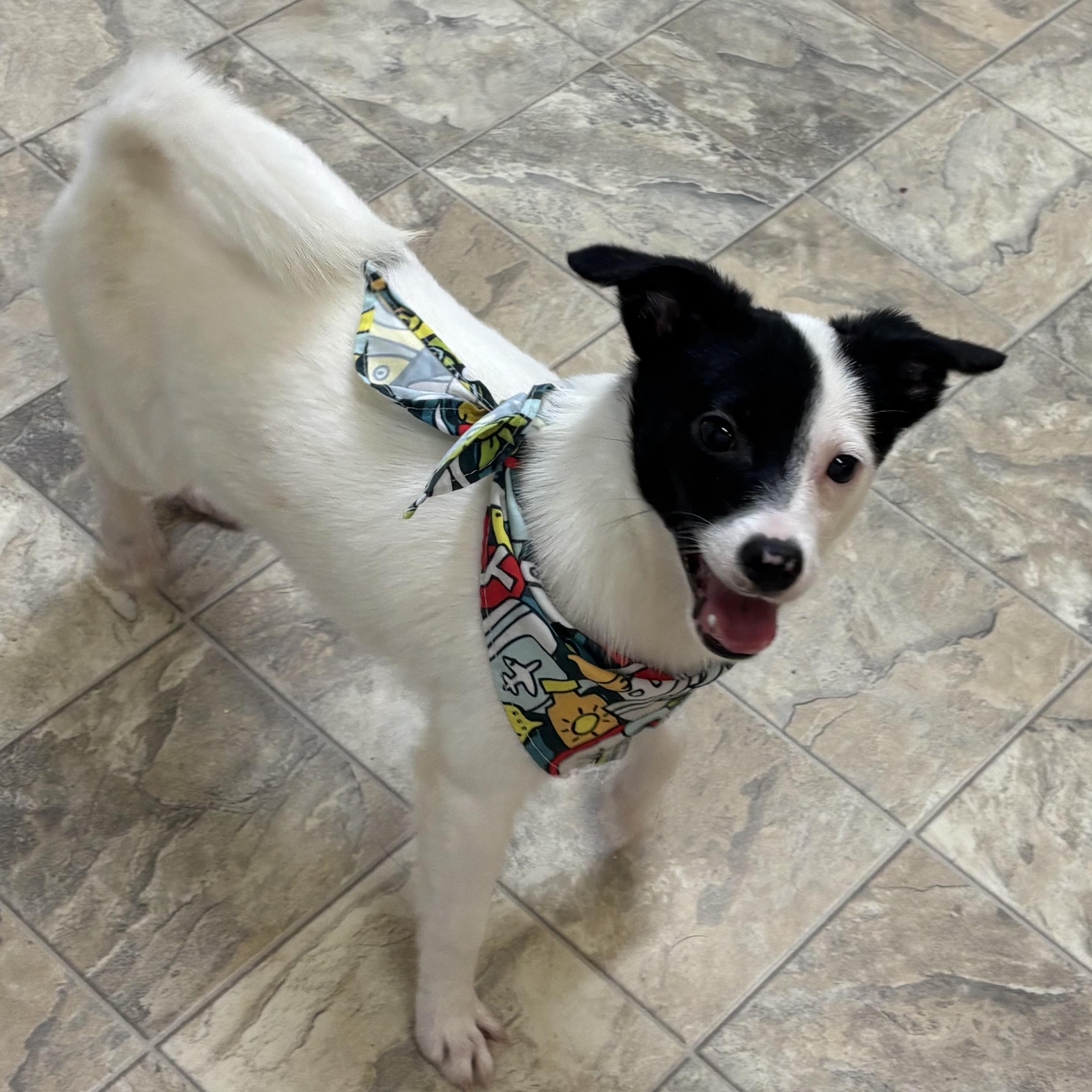 Boston Cream photo 1