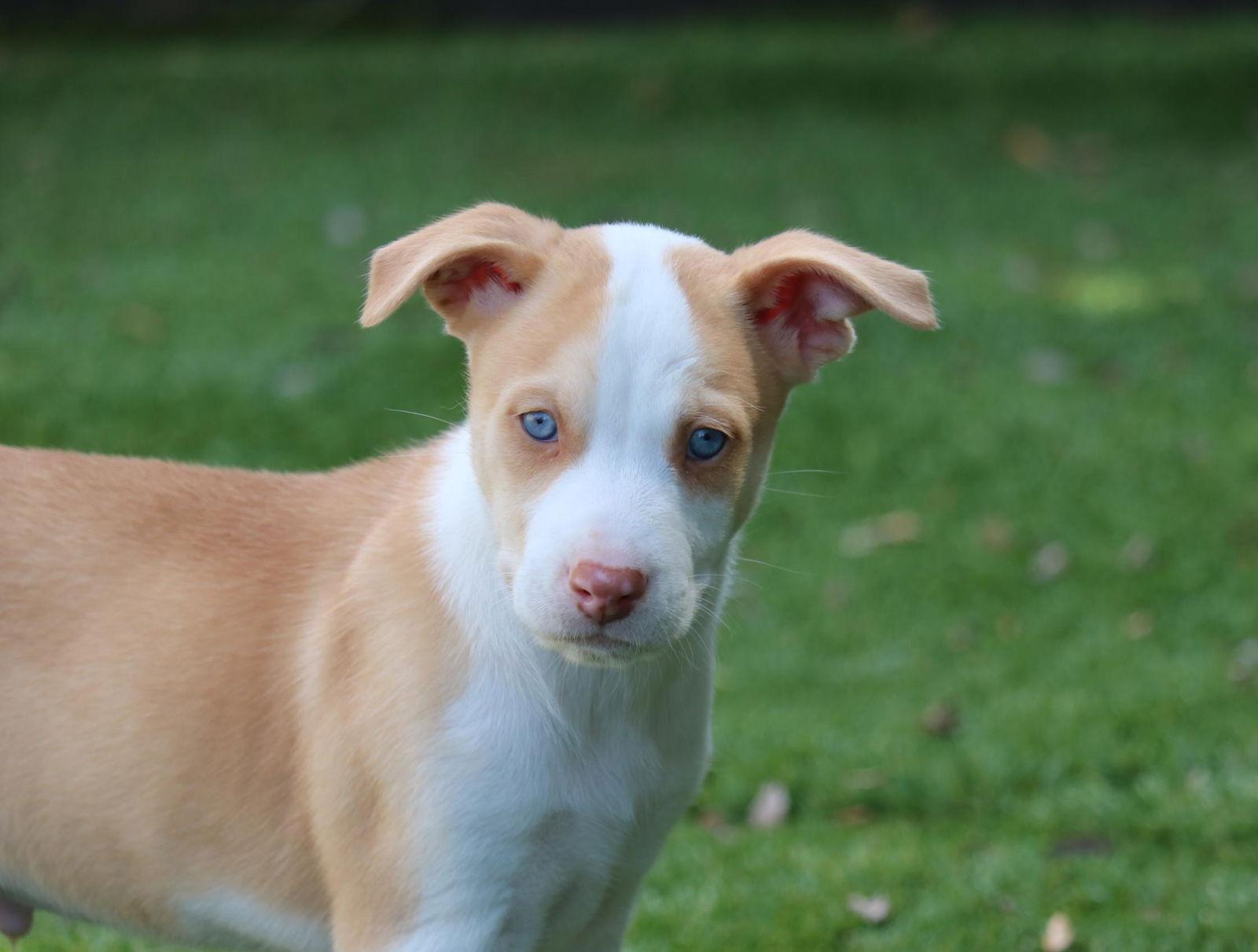 Watcher Courtesy Listing