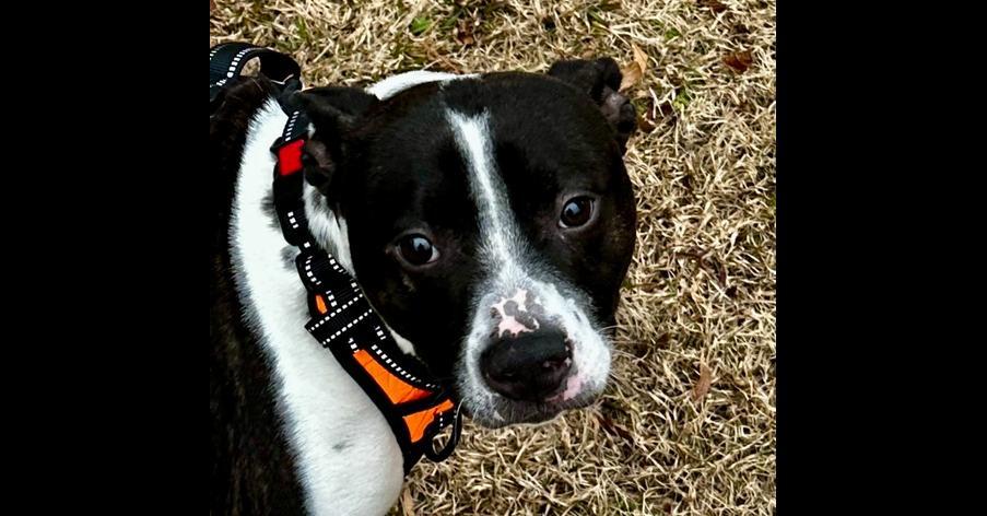 Milo Lancastercochran Ga