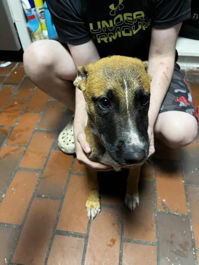 A baby medium-sized female Black German Shepherd Dog dog named Maple for adoption in Liverpool, TX