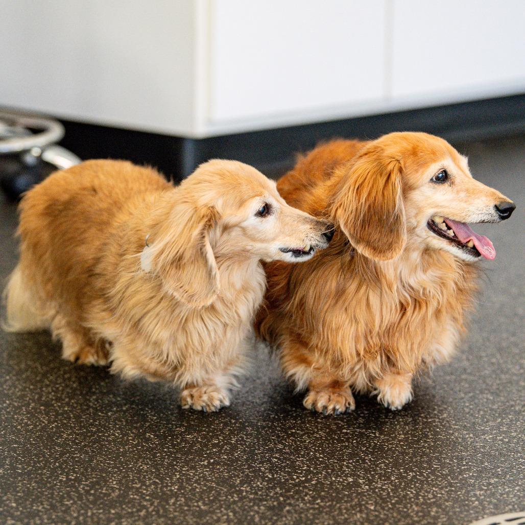 Olivia Bonded W Autumn