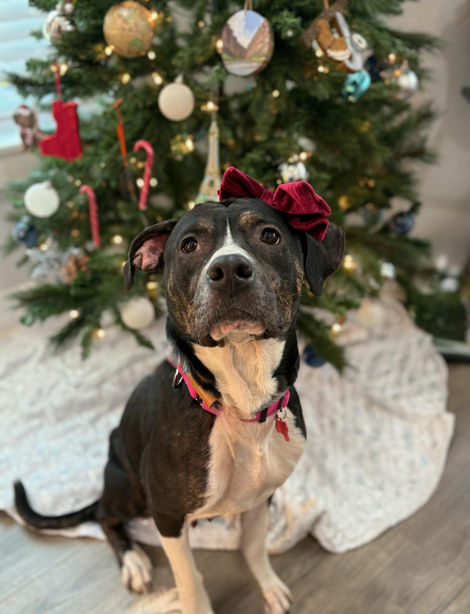 An adult medium-sized female Brindle American Staffordshire Terrier dog named Joy "joyah" for adoption in Houston, TX