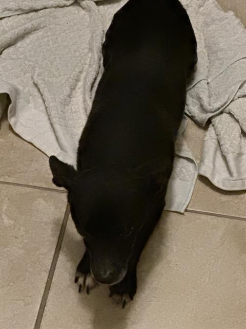 A young small-sized male Terrier dog named Milo for adoption in San Antonio, TX