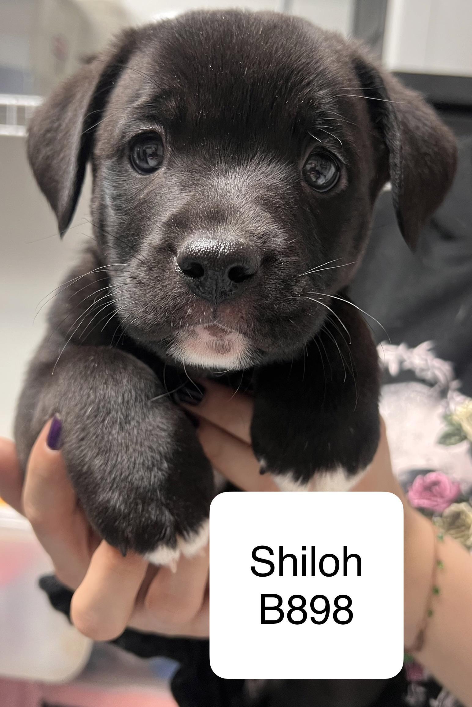 Shiloh