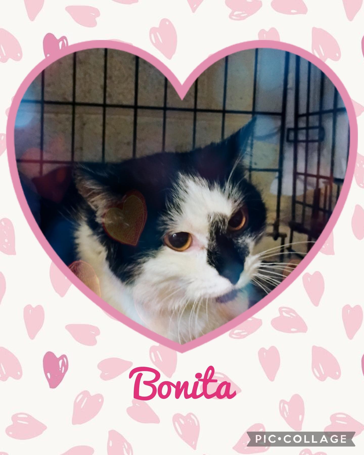 Bonita