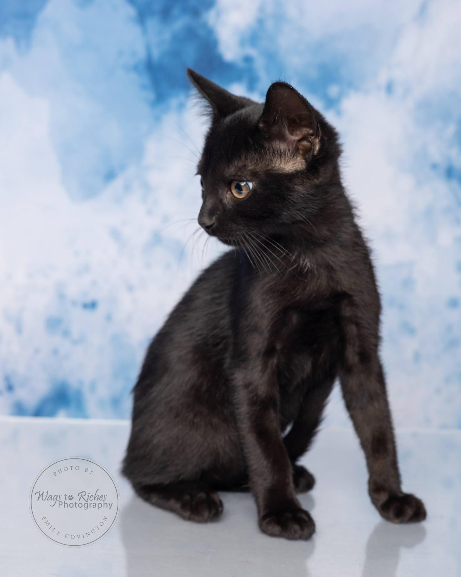 A baby medium-sized male Black Bombay cat named Bobby for adoption in Tuscaloosa, AL