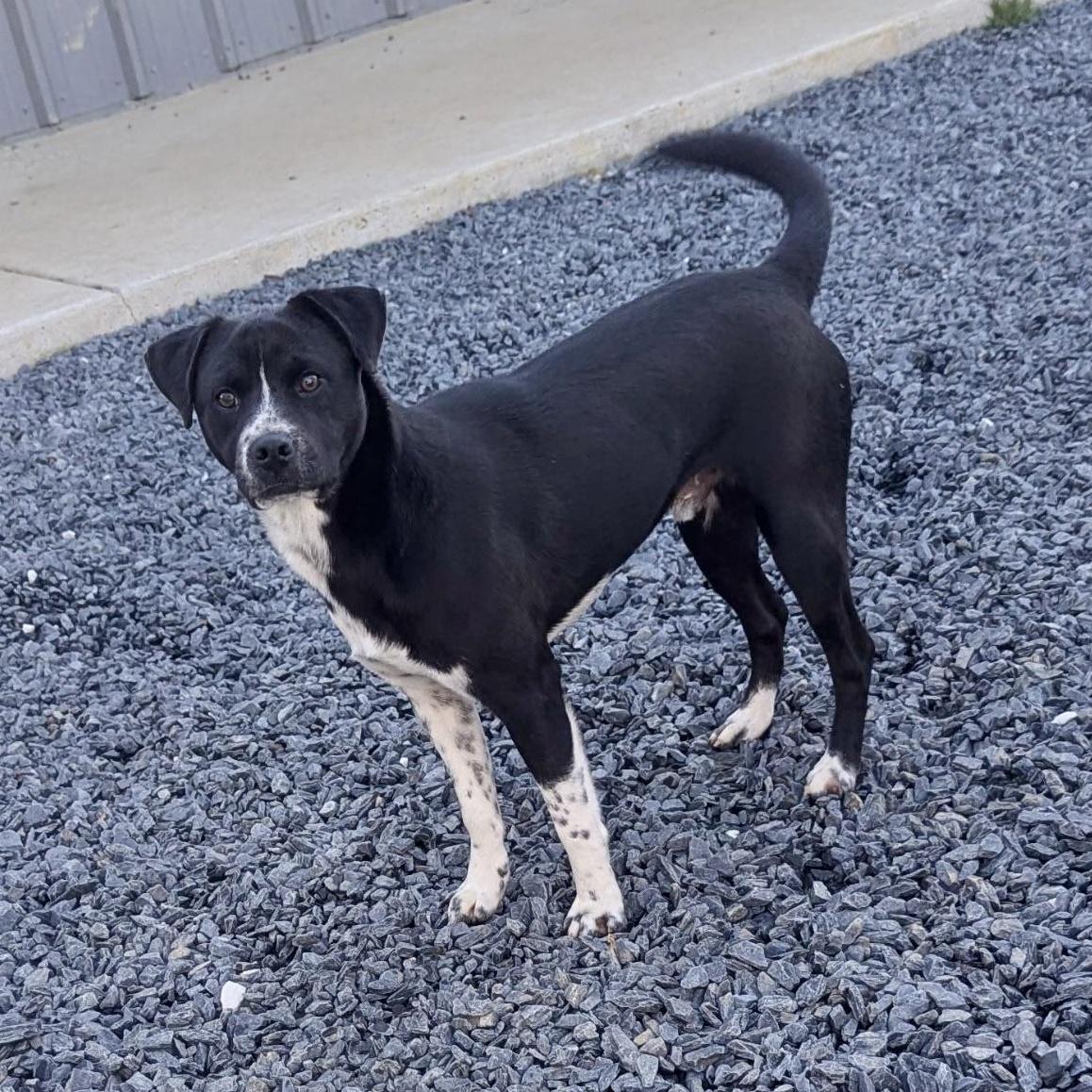 A young medium-sized male Black Border Collie dog named Chestnut for adoption in Paramus, NJ