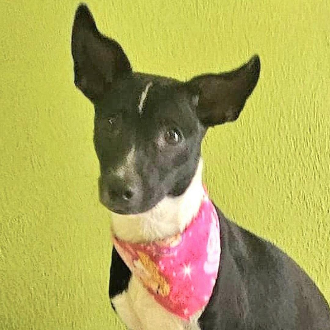 A young small-sized female Tricolor (Brown, Black, & White) Basenji dog named Soli "dog & Cat for adoption in New York, NY