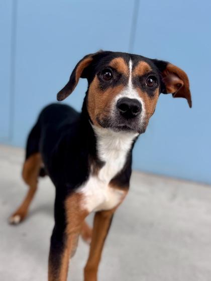 An adult medium-sized female Mixed Breed dog named Galaxy for adoption in New Orleans, LA