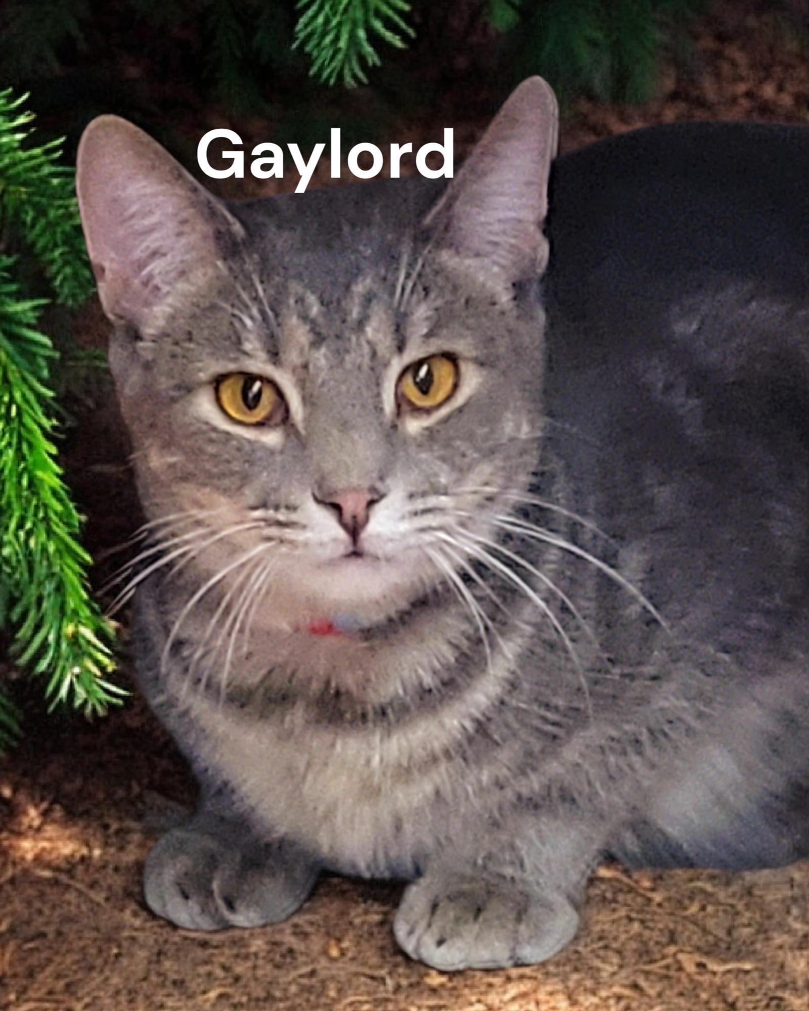 Gaylord