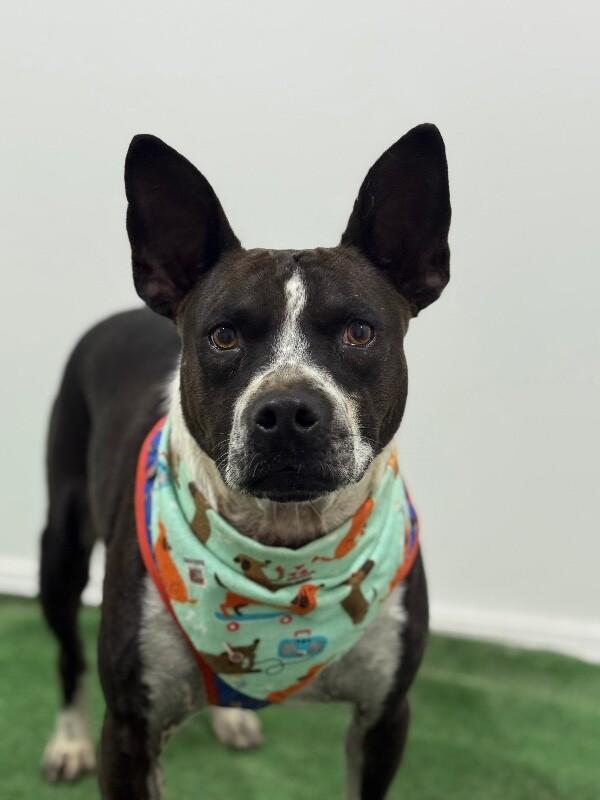 A young medium-sized male Black Feist dog named Miles for adoption in Carlsbad, CA