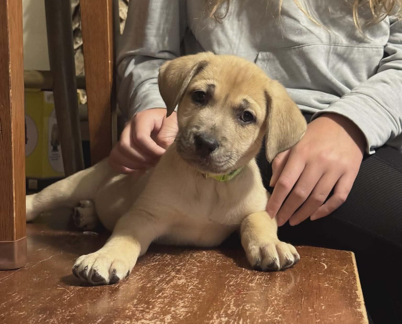 Sky The Shepherd Mix