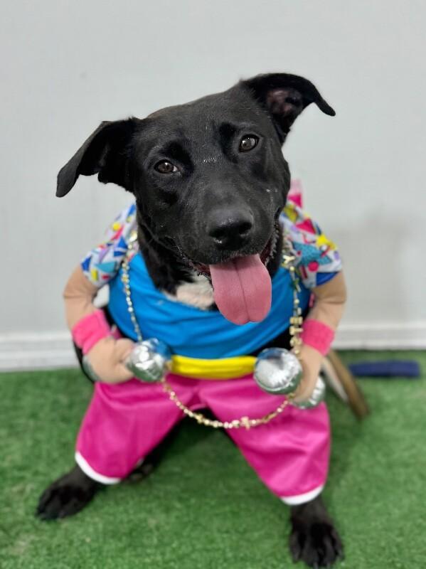 A young medium-sized female Black Pit Bull Terrier dog named Tess for adoption in Carlsbad, CA