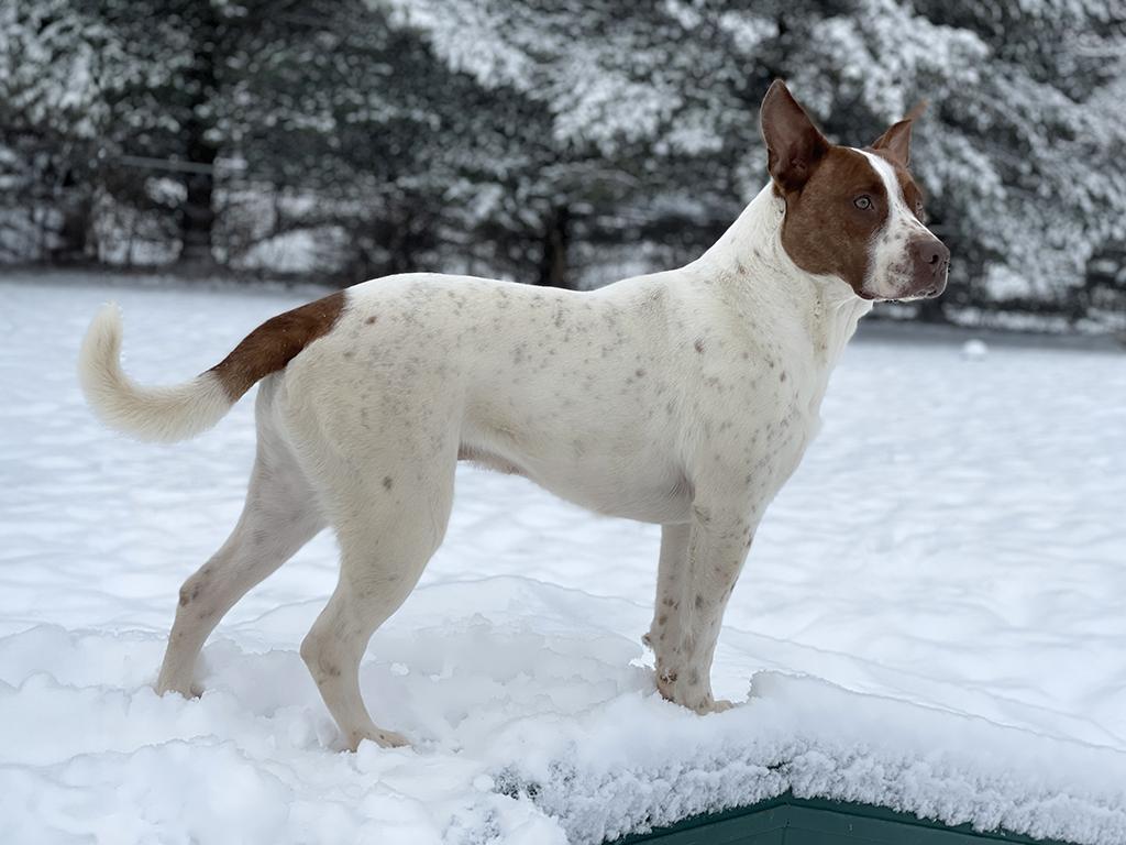An adult large-sized male White / Cream Terrier dog named Hutch for adoption in Charles Town, WV