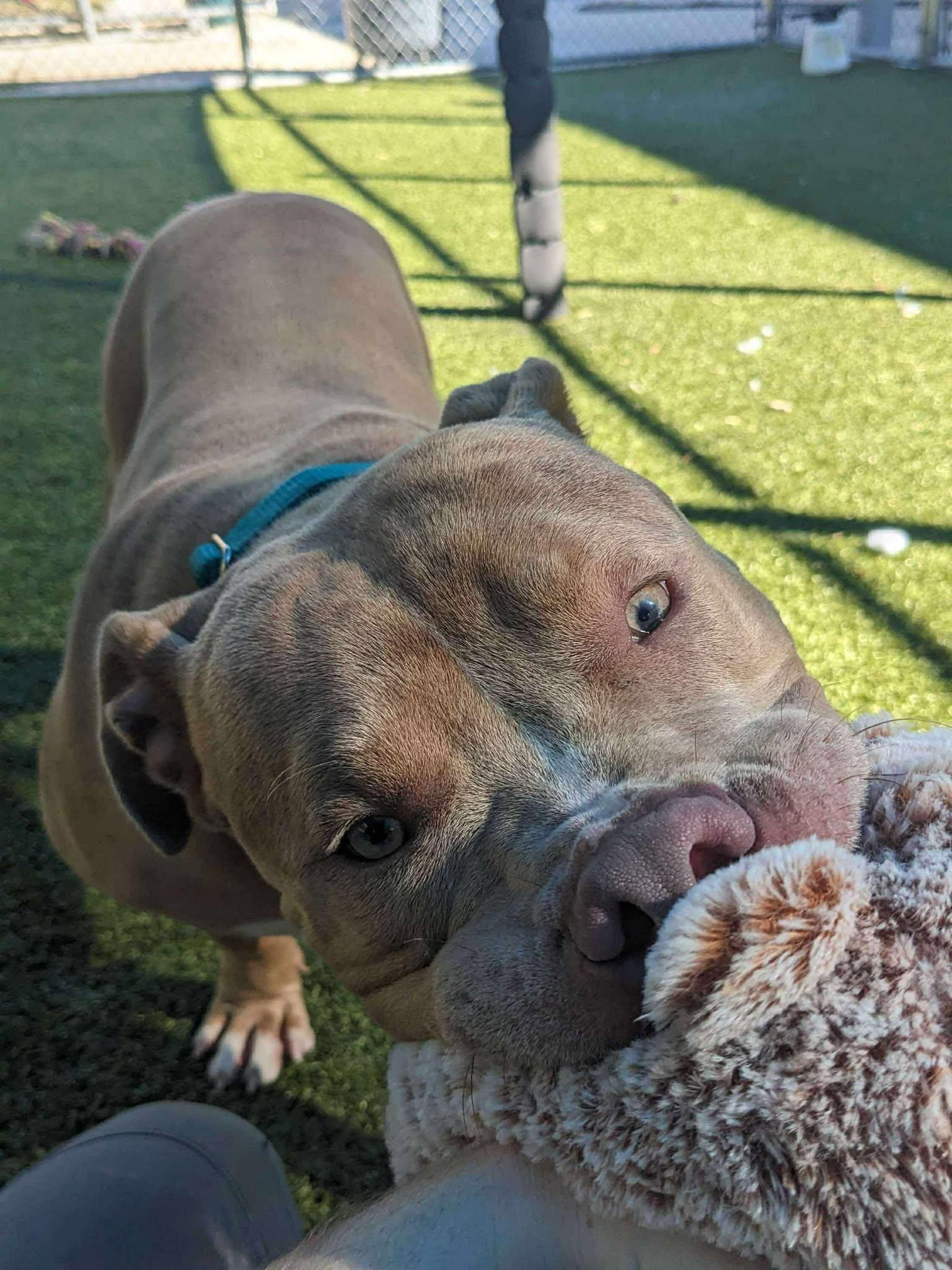 An adult large-sized male Pit Bull Terrier dog named Phil for adoption in Hillsboro, NH