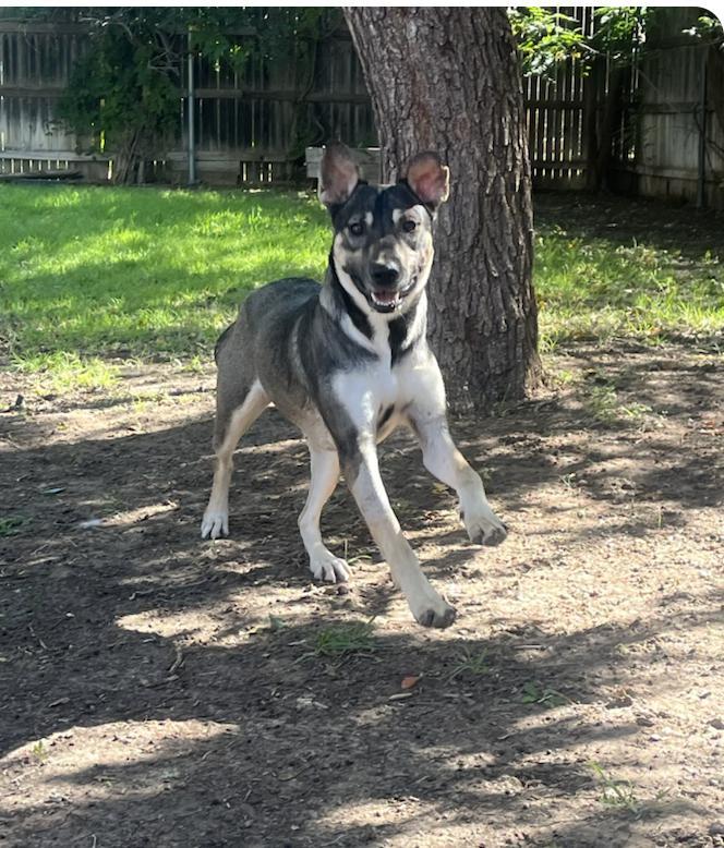 A young medium-sized female German Shepherd Dog dog named Cypress for adoption in Houston, TX