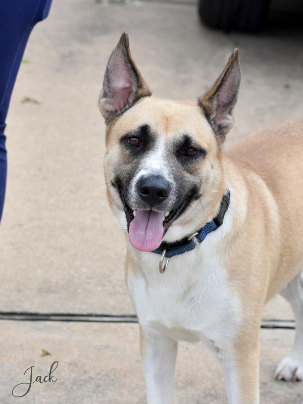 A young large-sized male Shepherd dog named Jack for adoption in Conroe, TX
