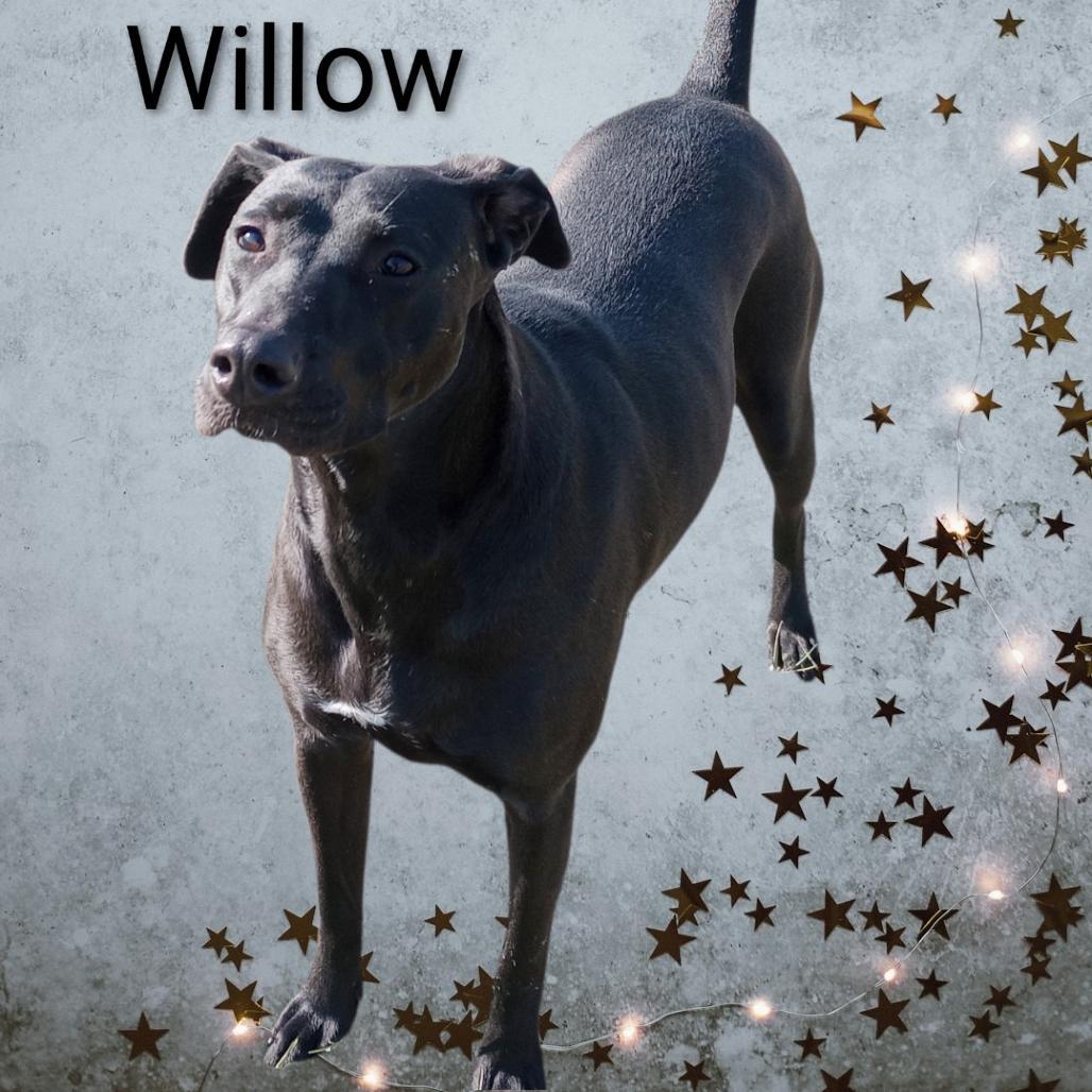 Willow