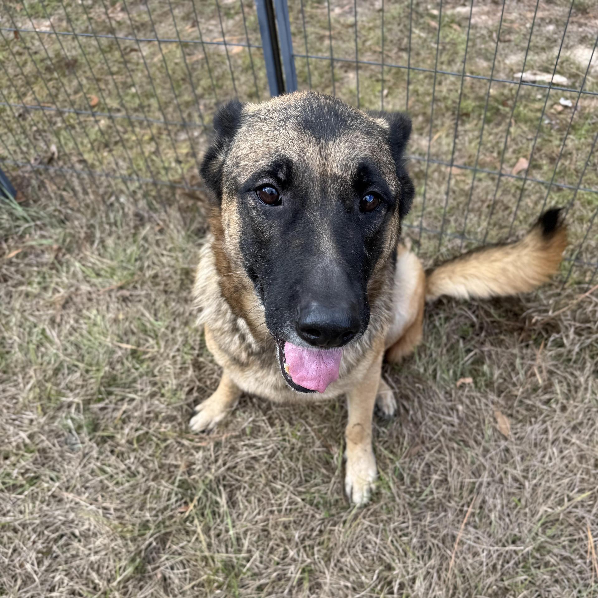 An adult large-sized female German Shepherd Dog dog named Diamond for adoption in Fosters, AL