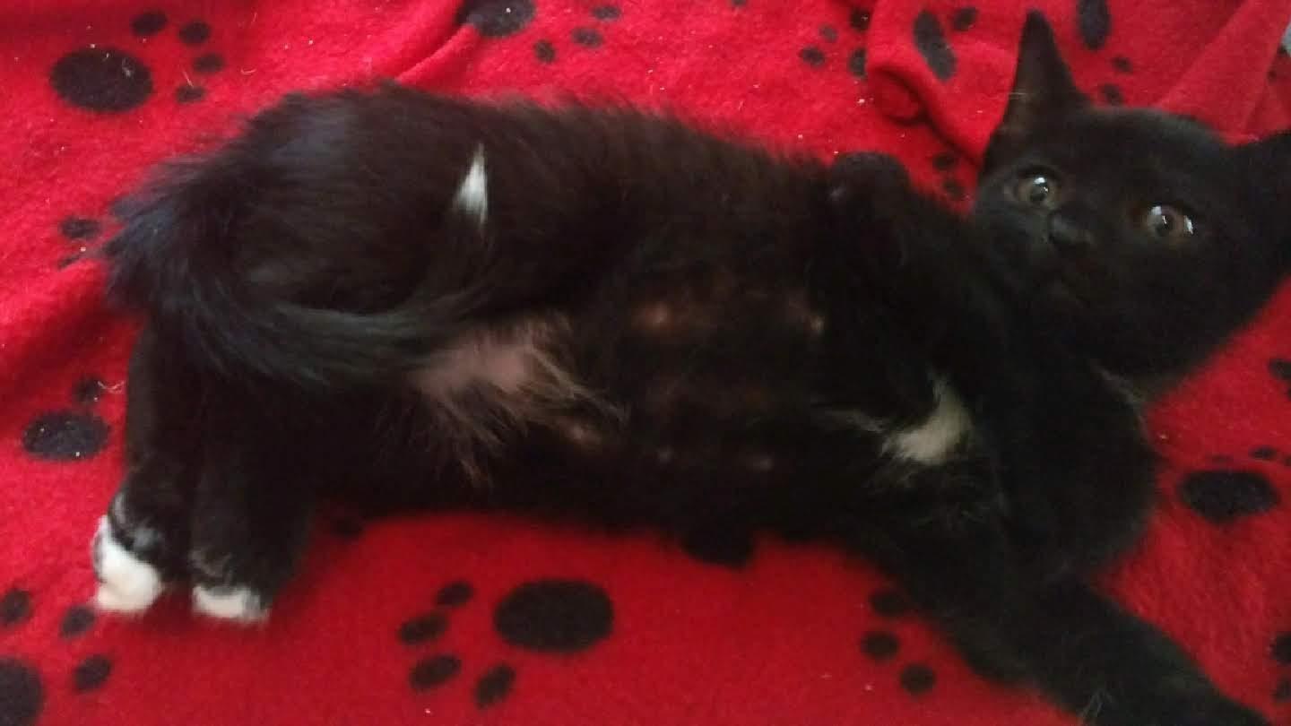 A young medium-sized male Domestic Short Hair cat named Feta for adoption in Tampa, FL