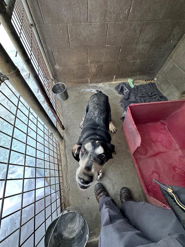 Lord Beaumont Von Chesterfield