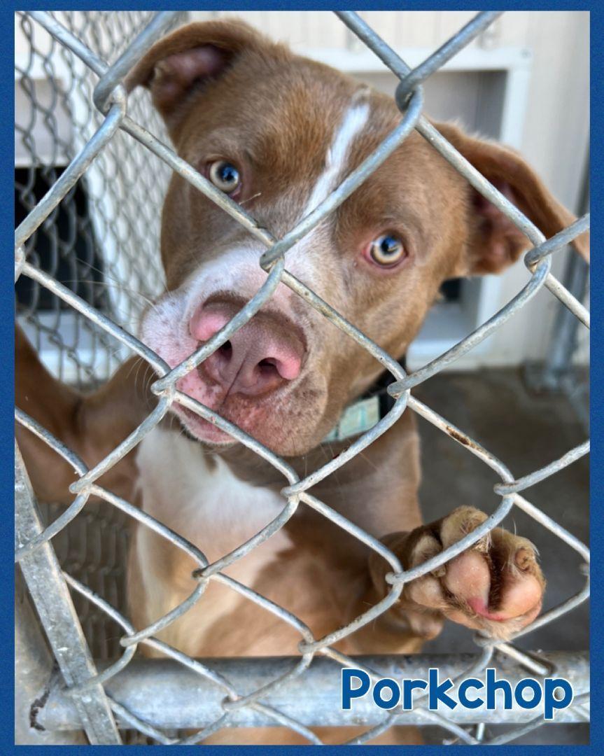 Porkchop