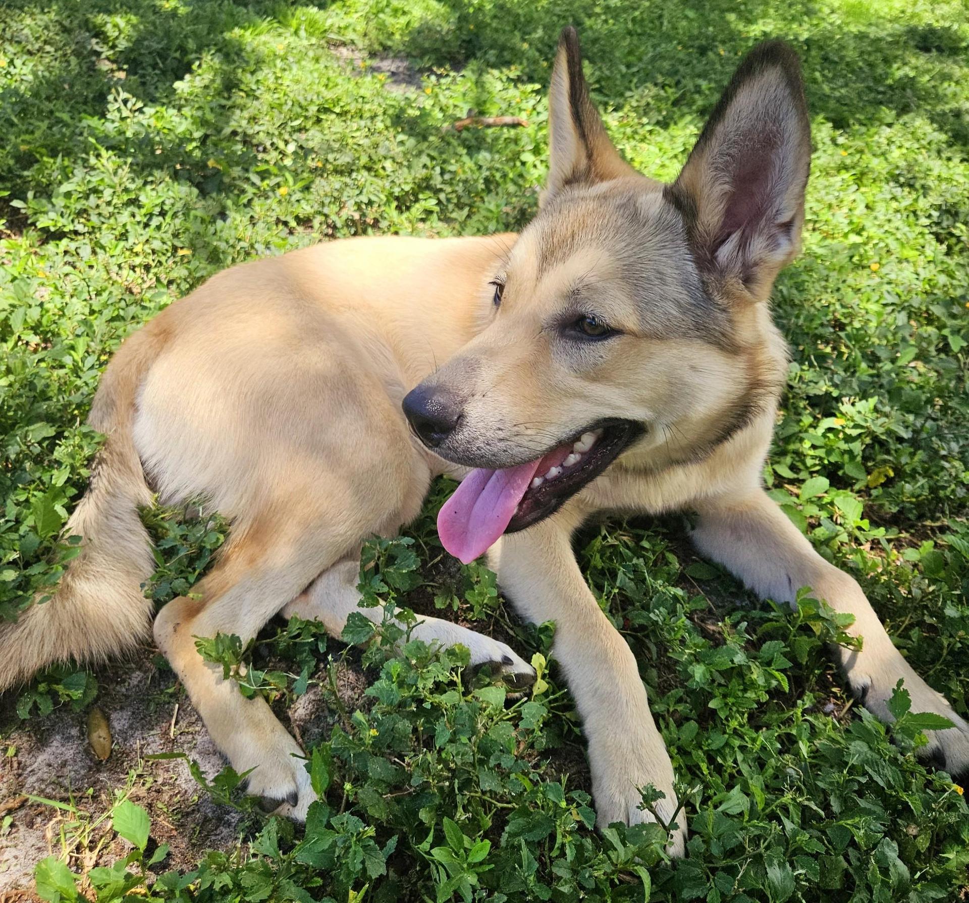 An adult medium-sized female Siberian Husky dog named Mayhem for adoption in Sumter, SC