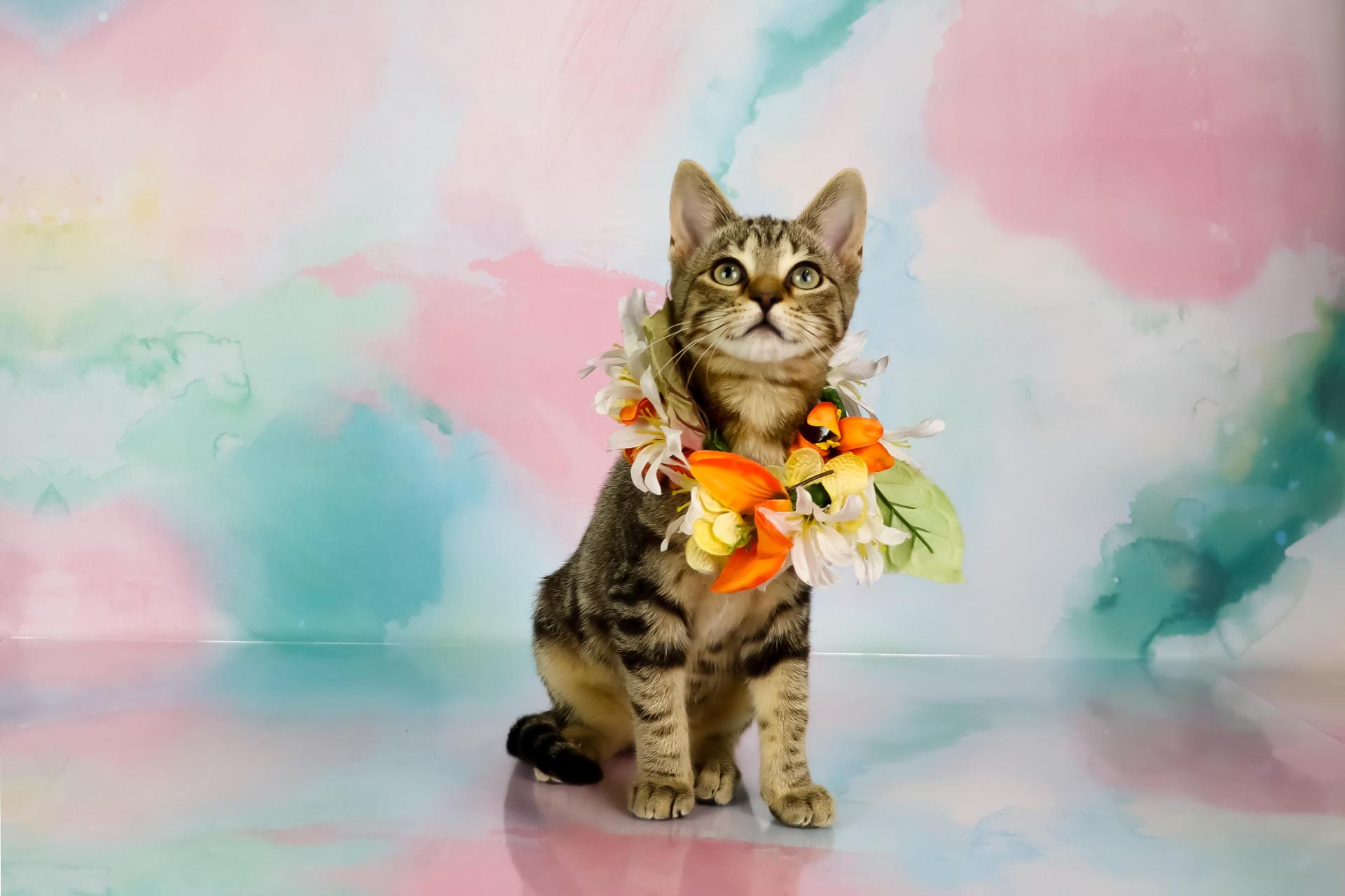 A baby medium-sized female Tabby (Brown / Chocolate) Domestic Short Hair cat named Bonnie for adoption in Tuscaloosa, AL