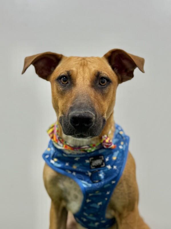 A young large-sized male Brown / Chocolate Rhodesian Ridgeback dog named Wasabi for adoption in Carlsbad, CA
