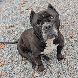 A senior large-sized male Black Pit Bull Terrier dog named Hefty for adoption in Birdsboro, PA
