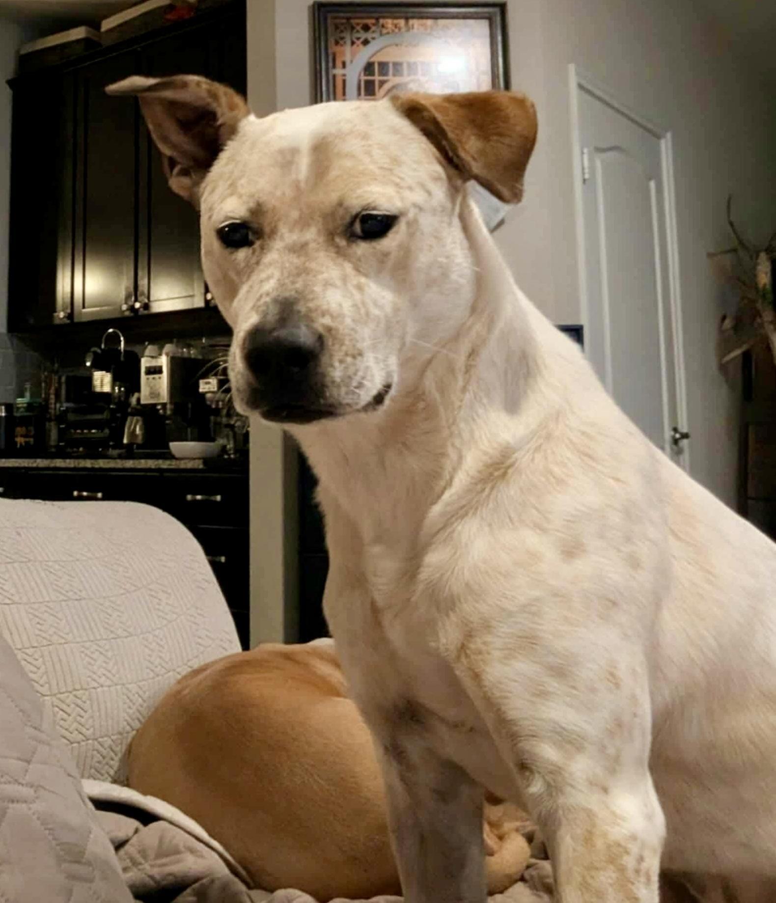 A young medium-sized female Apricot / Beige Labrador Retriever dog named Piper for adoption in Mooresville, NC