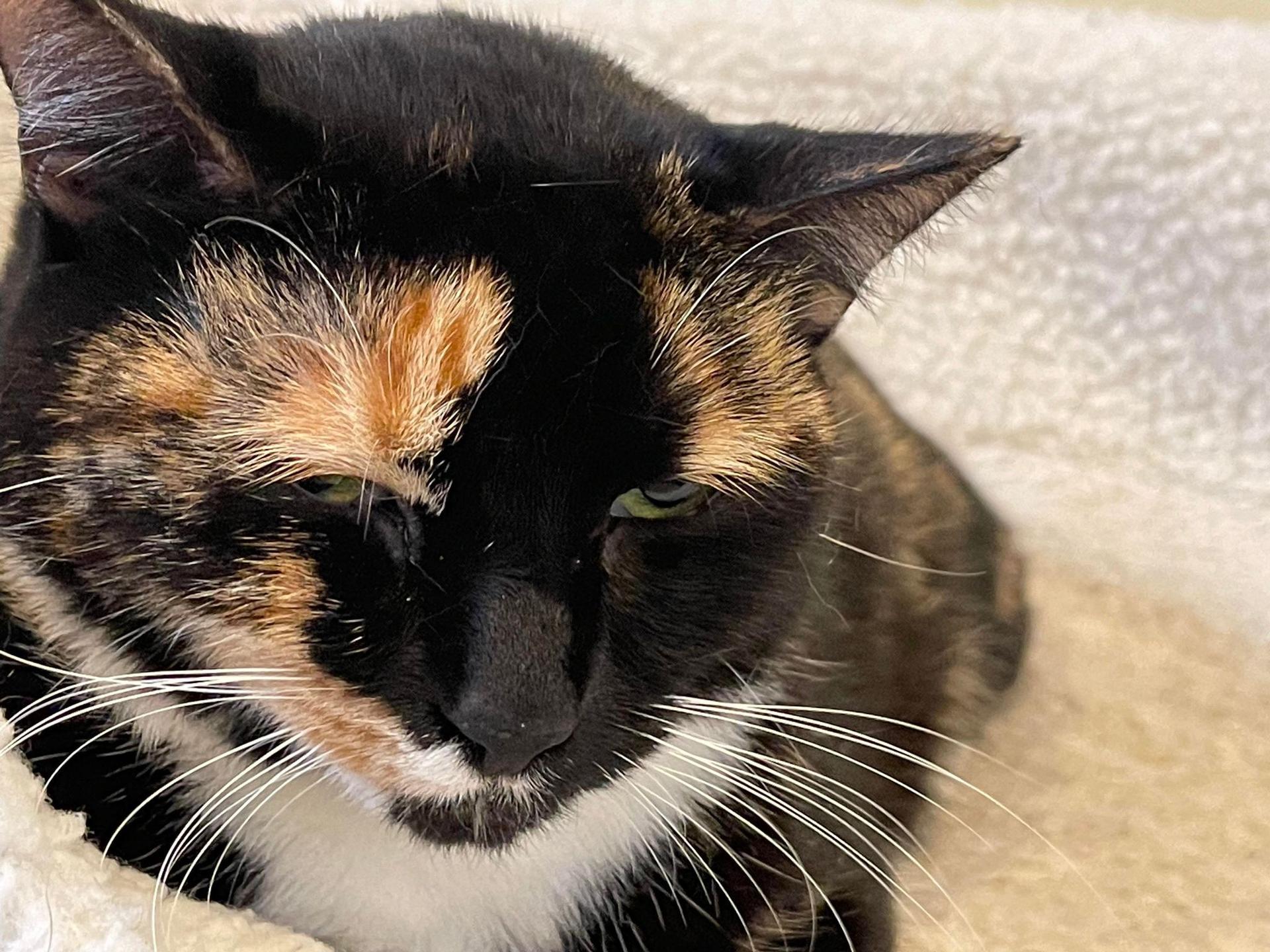 A young medium-sized female Calico cat named Sassafras for adoption in North Myrtle Beach, SC