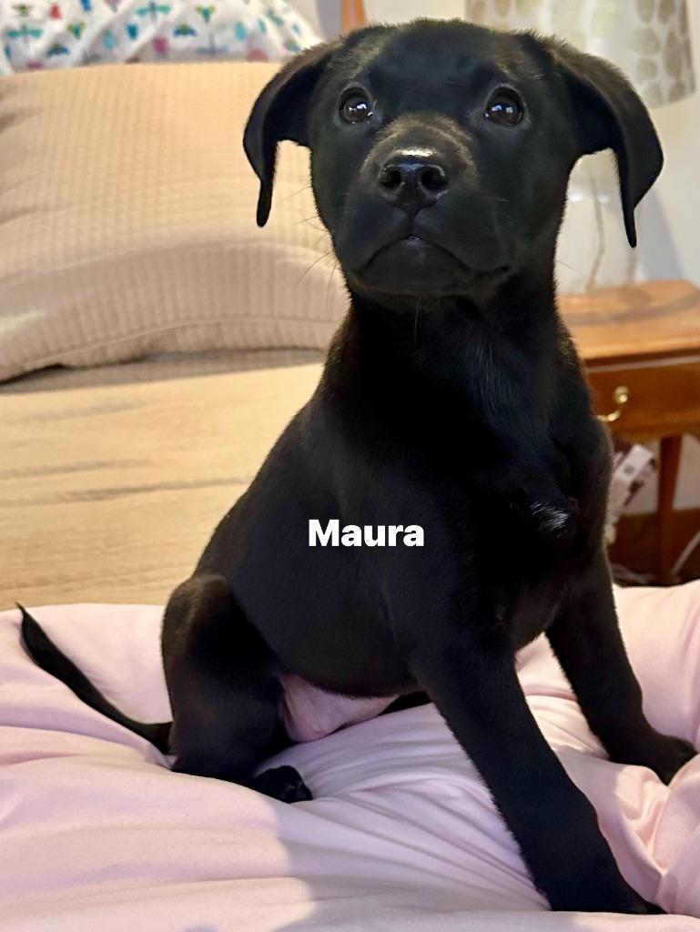 Maura