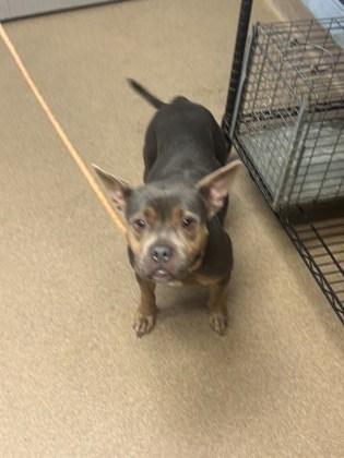 An adult medium-sized female Mixed Breed dog named Fair for adoption in Chamblee, GA