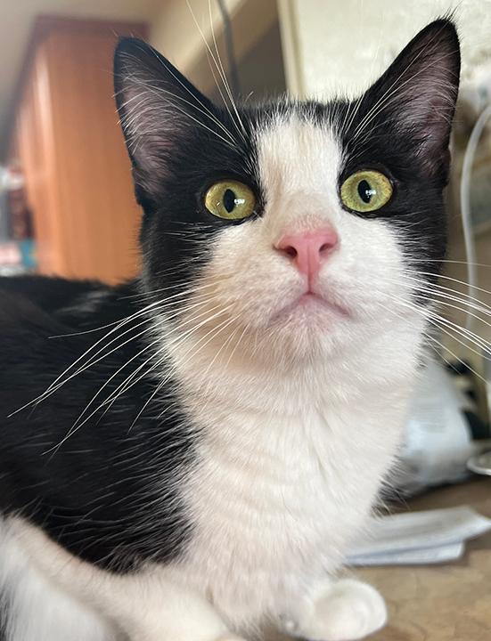 A young medium-sized male Black & White / Tuxedo Domestic Short Hair cat named Queso for adoption in Long Beach, CA