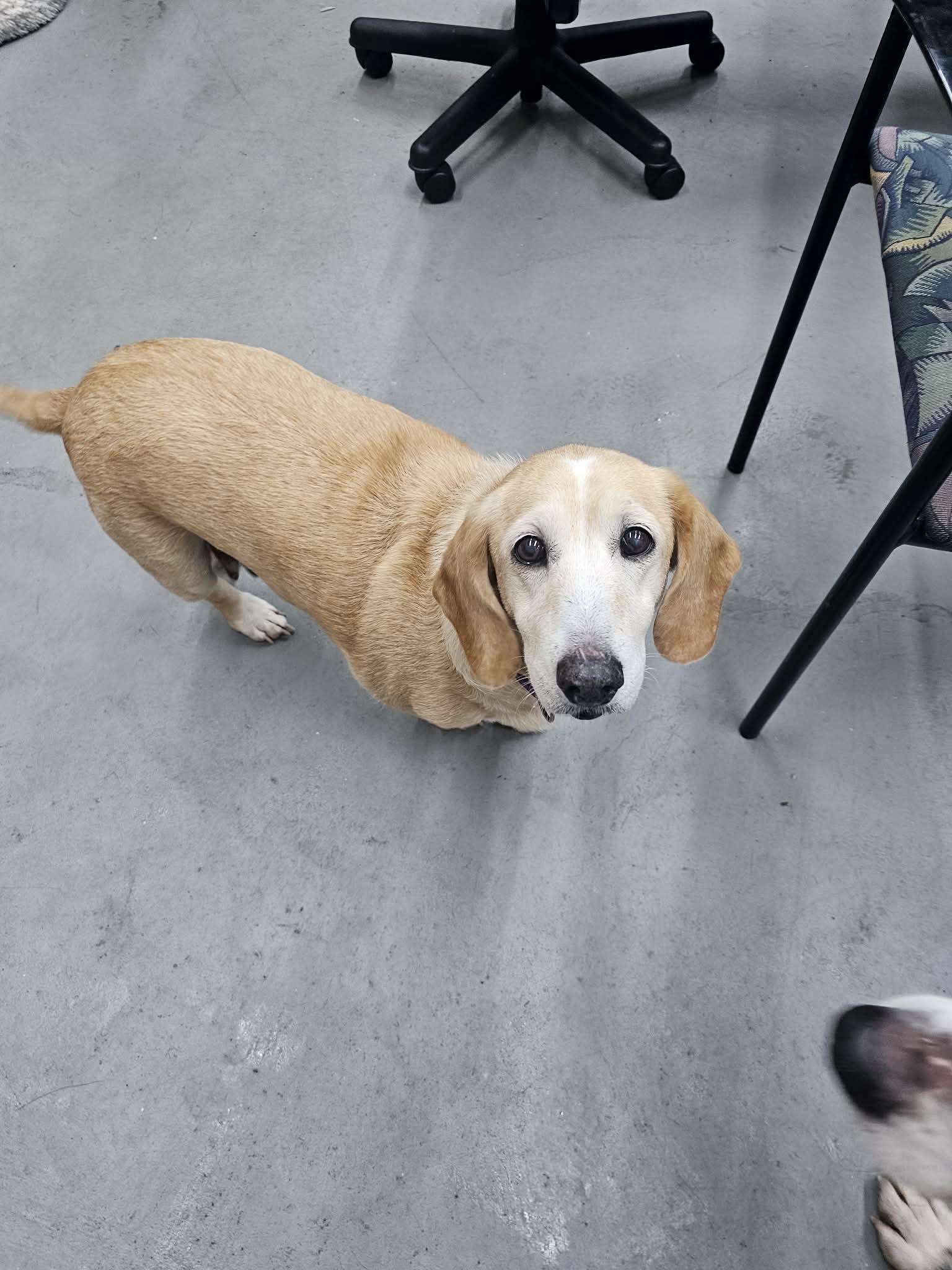 Izzy The Basset Hound