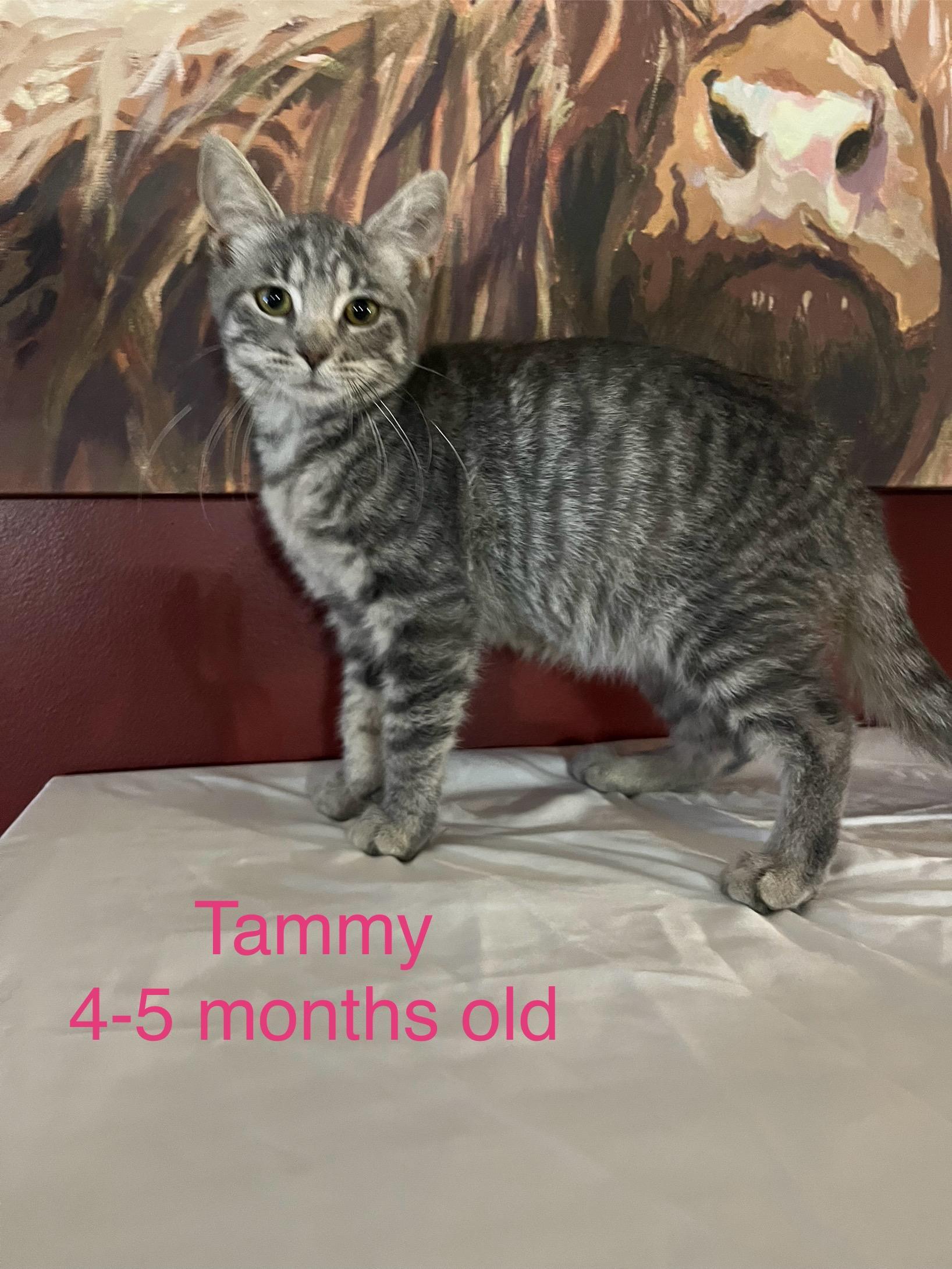 Tammy