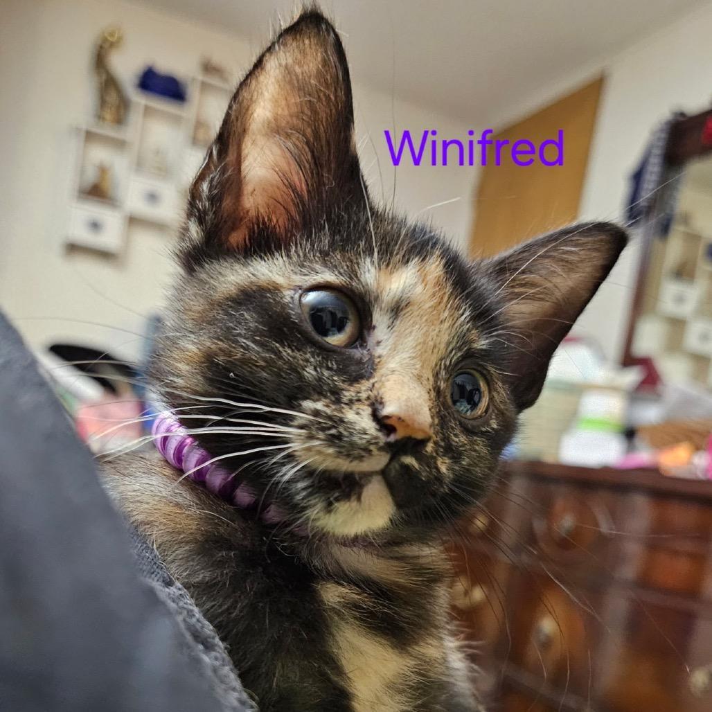 Winifred