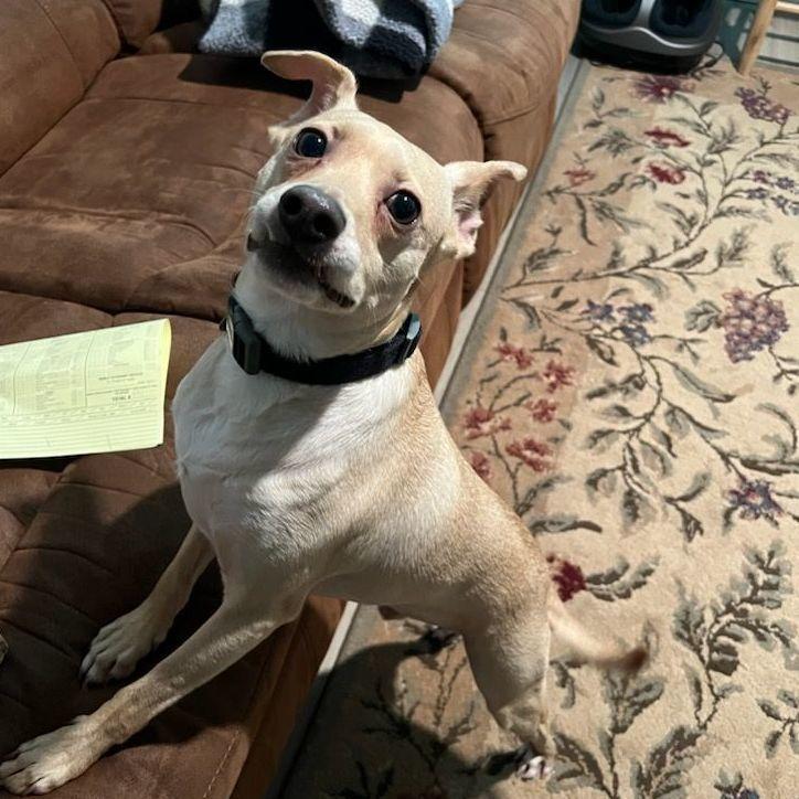 Single Ladies! Meet Dobbie