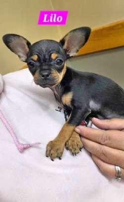 Lilo