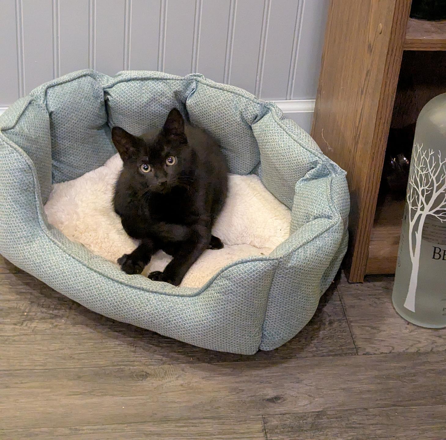 Sgt. Pepper Kleschick