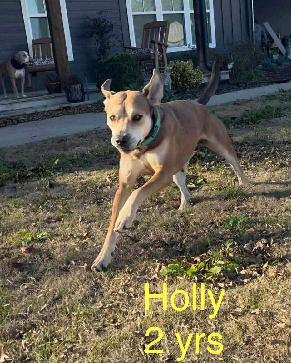 Holly Local