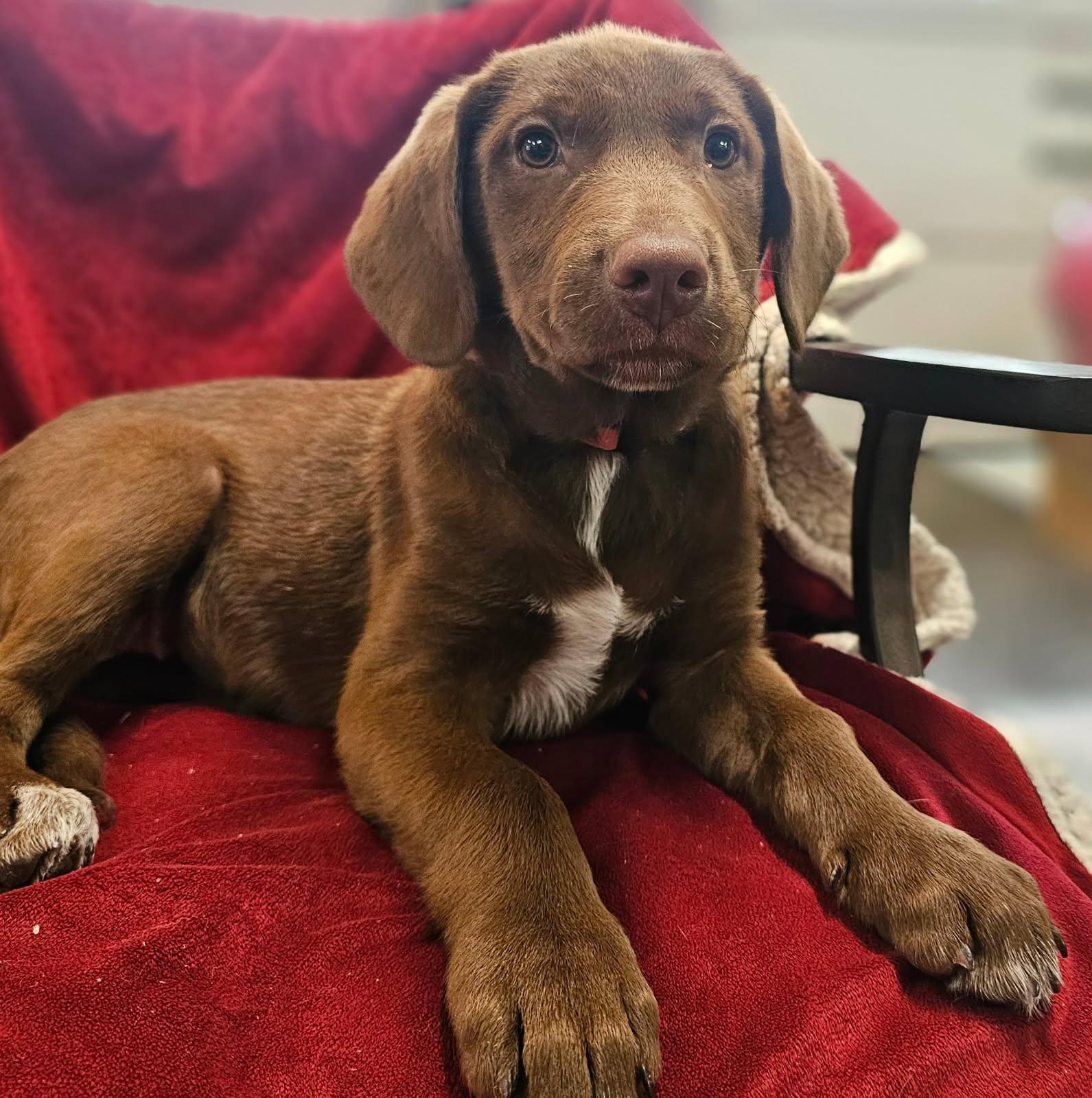 A baby medium-sized female Mixed Breed dog named Vivi In Maine for adoption in South Portland, ME