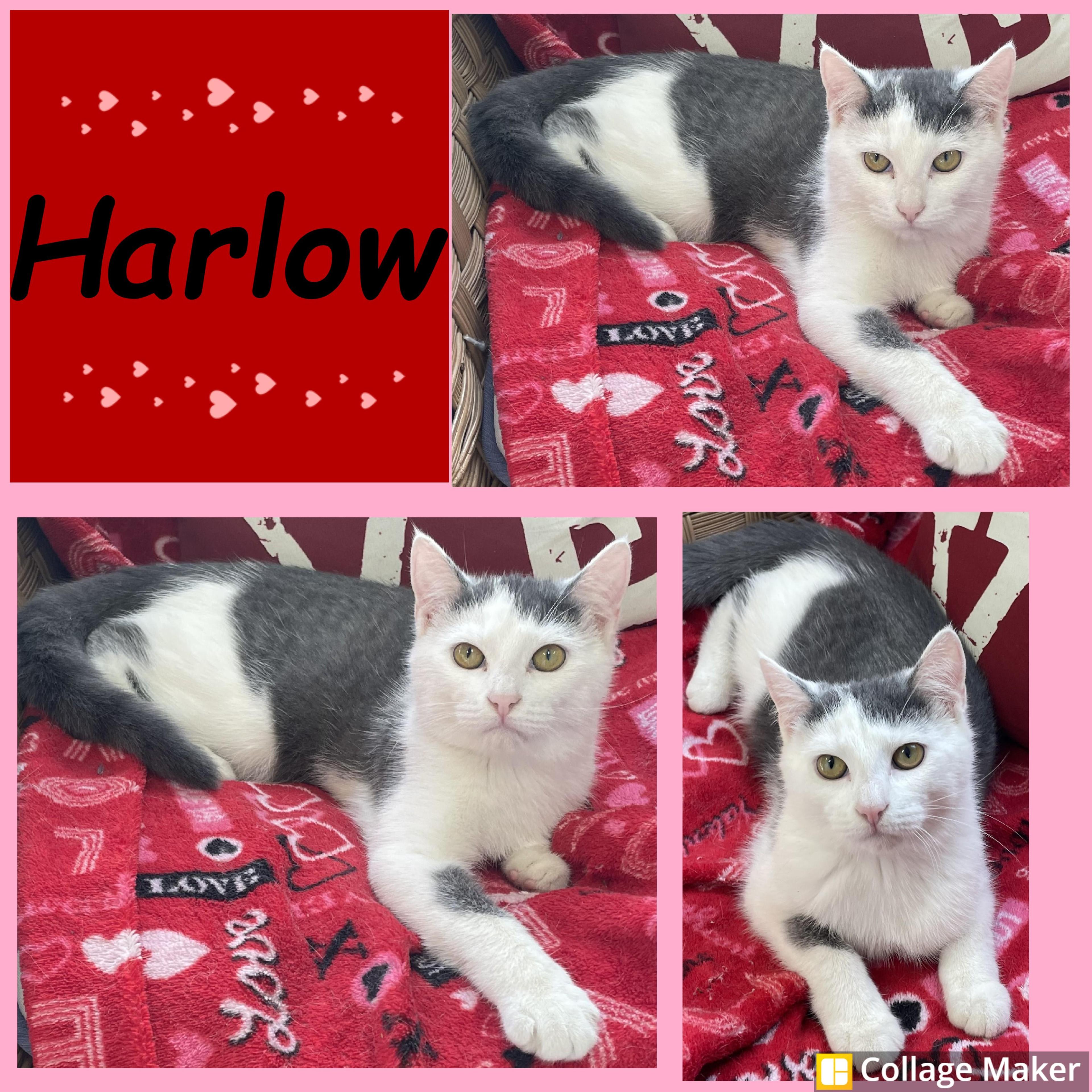Harlow