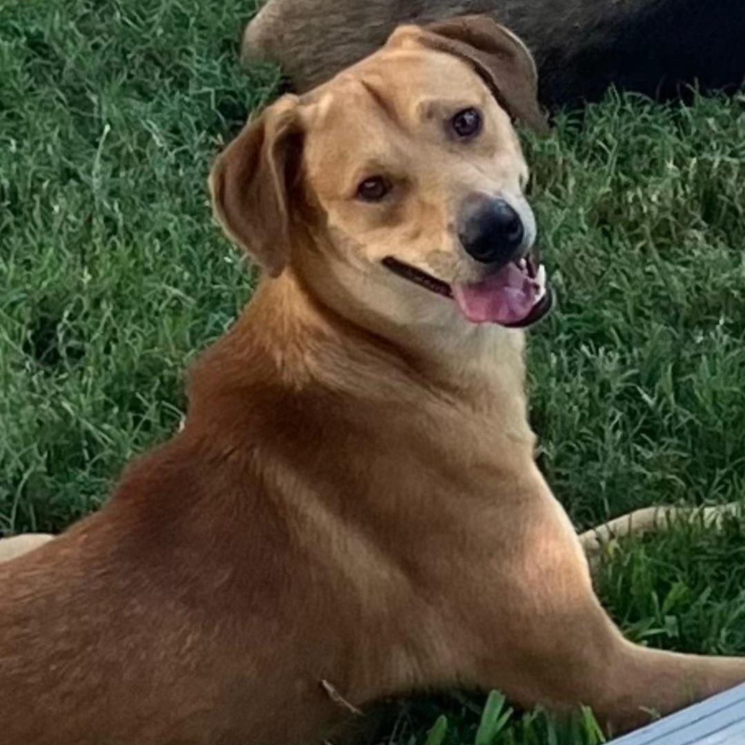 Meet Finnyour New Best