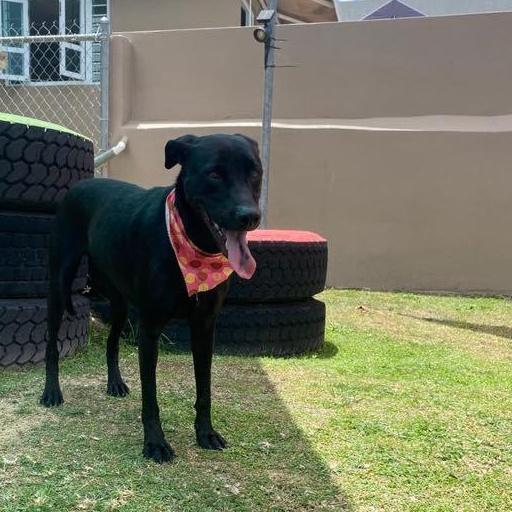 An adult medium-sized female Black Labrador Retriever dog named Sorelle for adoption in Humacao, PR