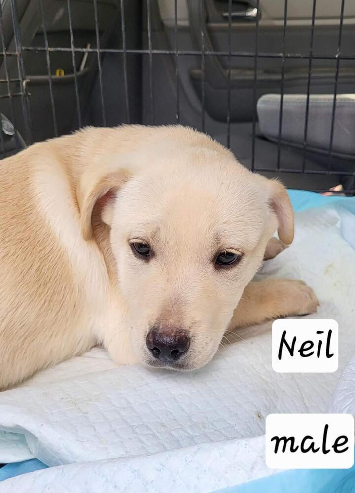 Noble Paws: Neil