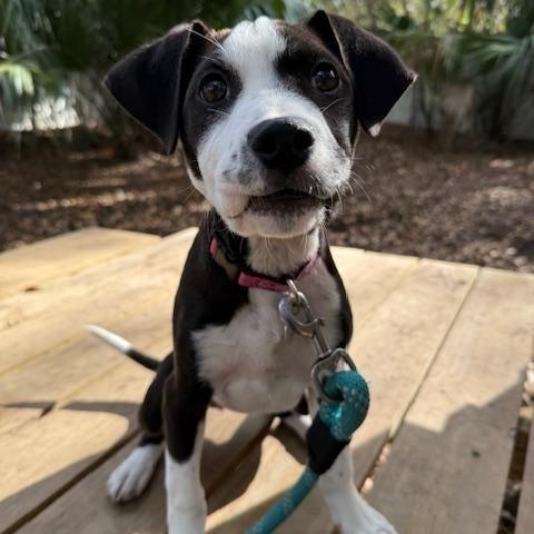 A young medium-sized female Mixed Breed dog named Holly for adoption in Charleston, SC
