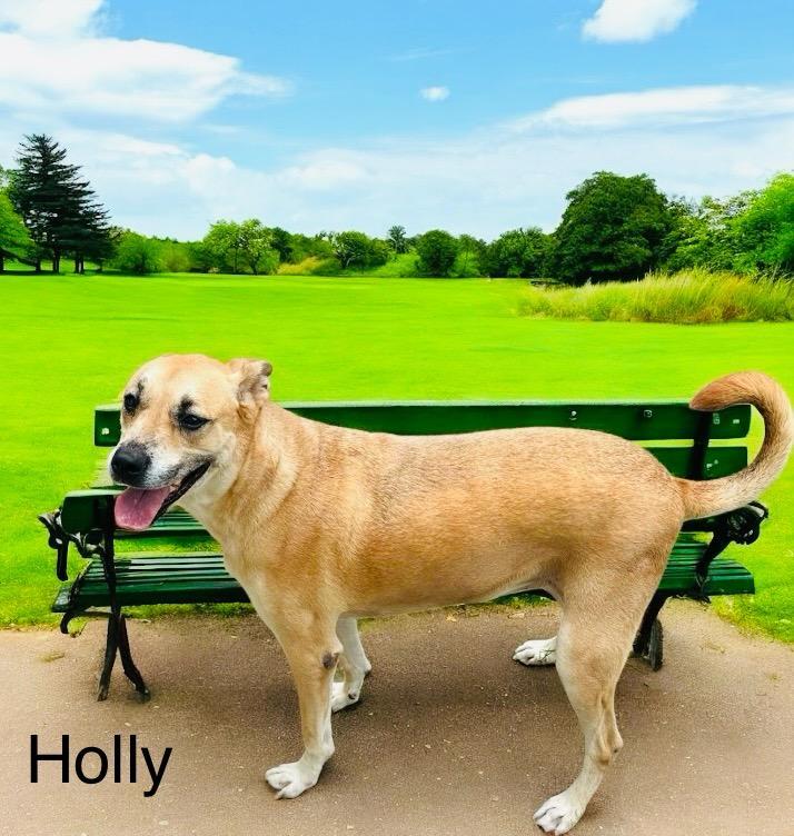 Holly